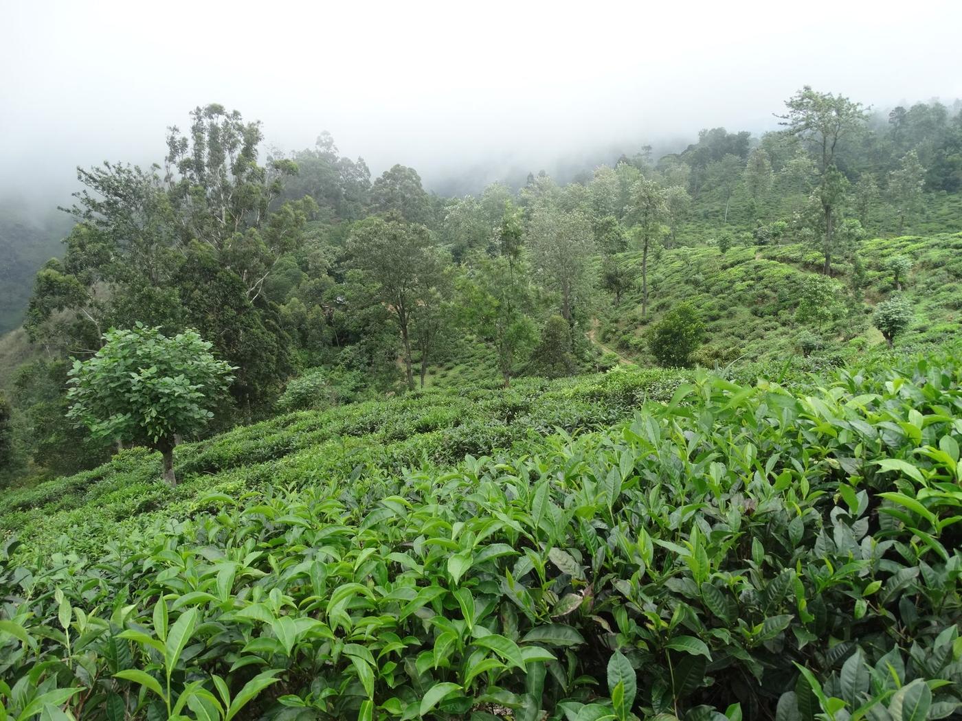 Tea bushes on the hills around Ella