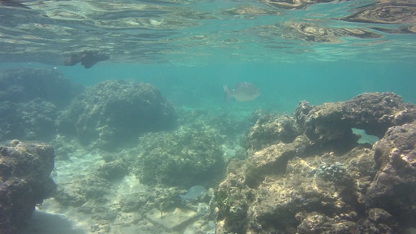 Snorkeling over the shallow coral reef at Hikkaduwa, Sri Lanka