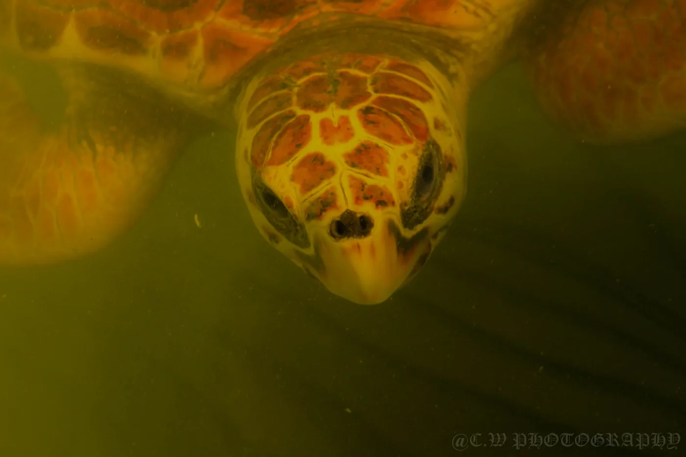 A sea turtle swimming near the reef at Hikkaduwa, Sri Lanka