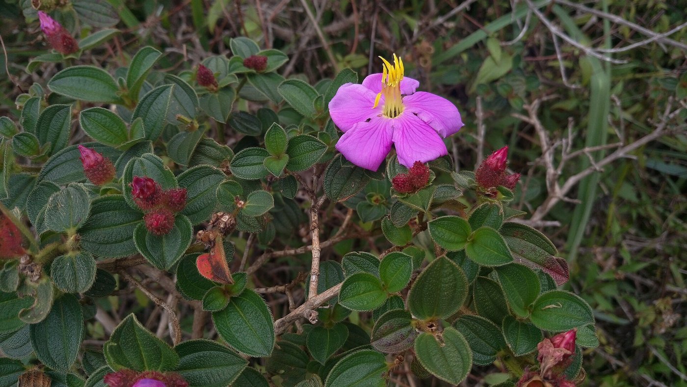 Native Bovitiya wildflower blooming in Horton Plains National Park's grasslands