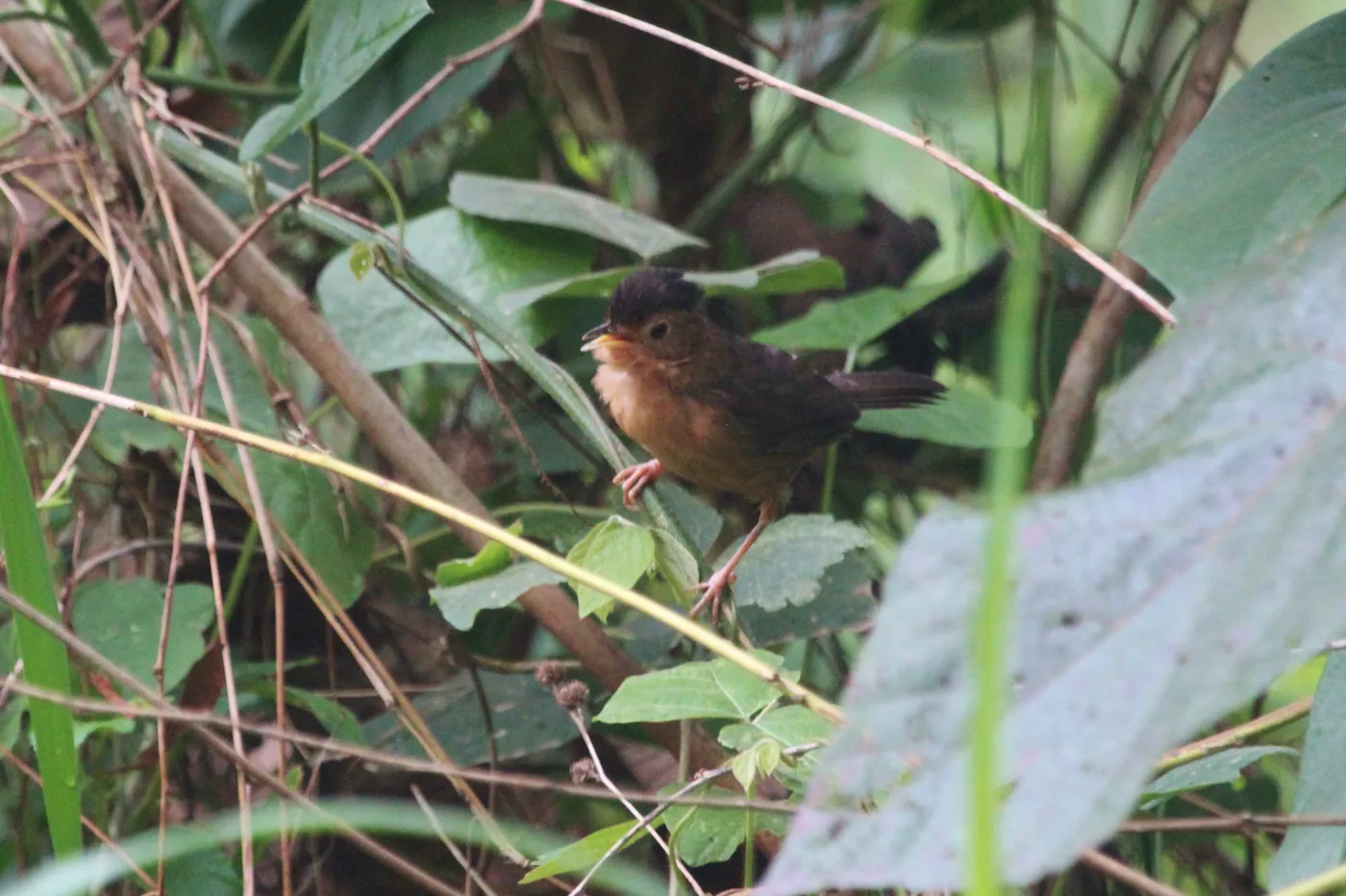 A brown-capped babbler in the rainforest near Kitulgala, Sri Lanka