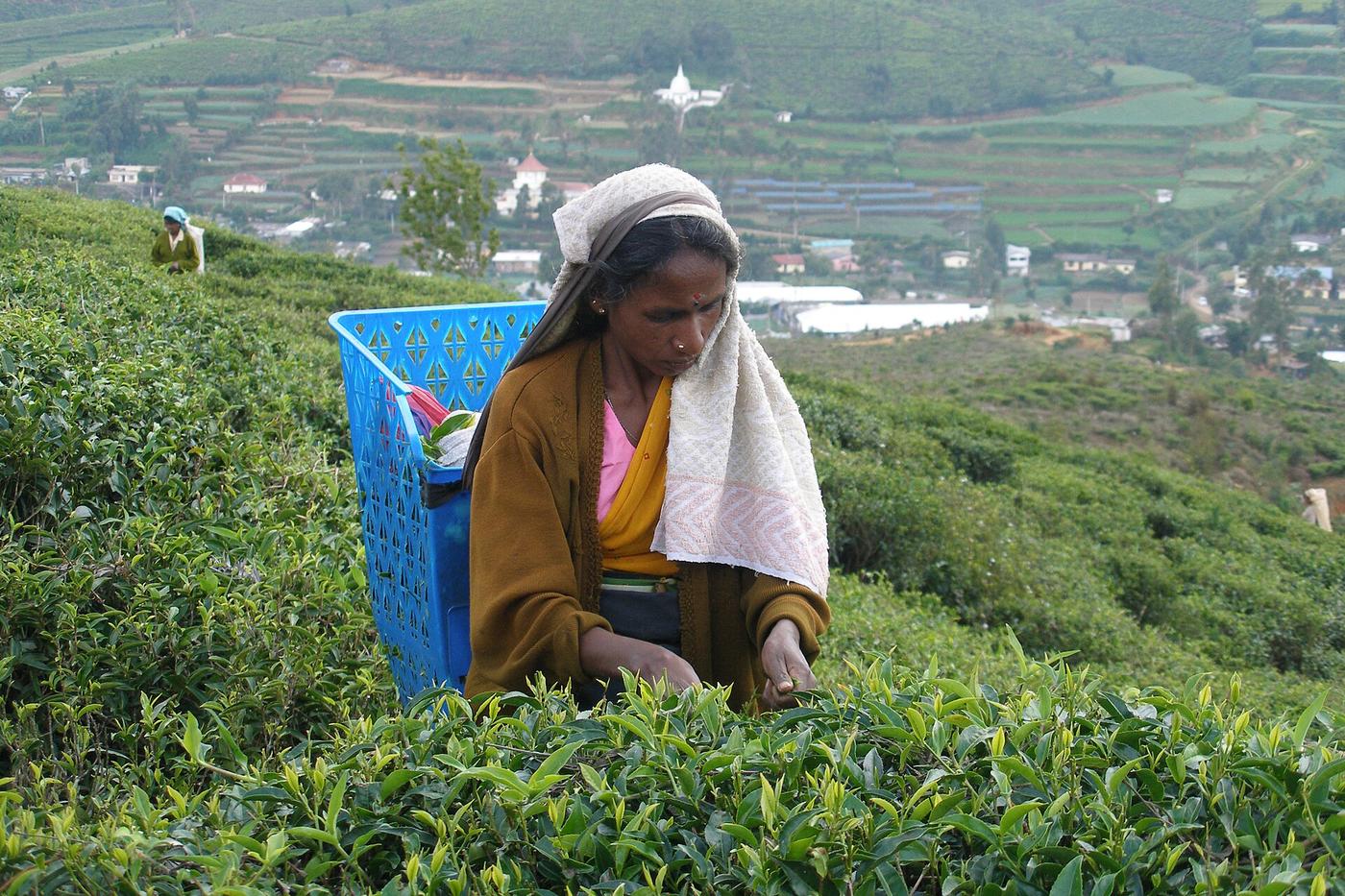 Tea pluckers at work near Nuwara Eliya