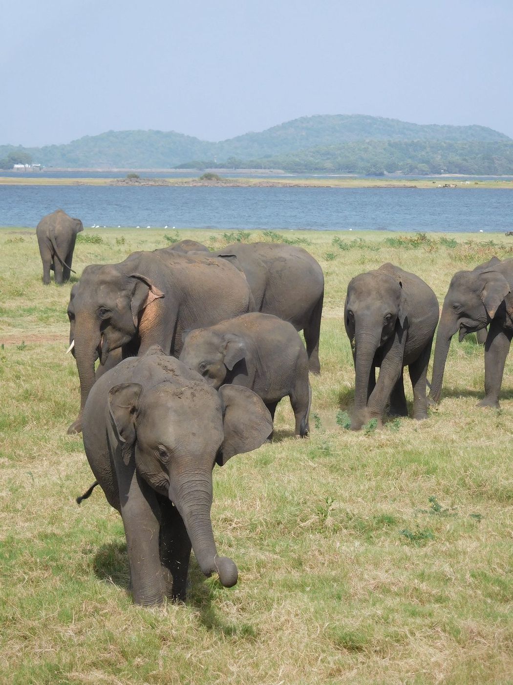 Wild elephants at Minneriya National Park, Sri Lanka