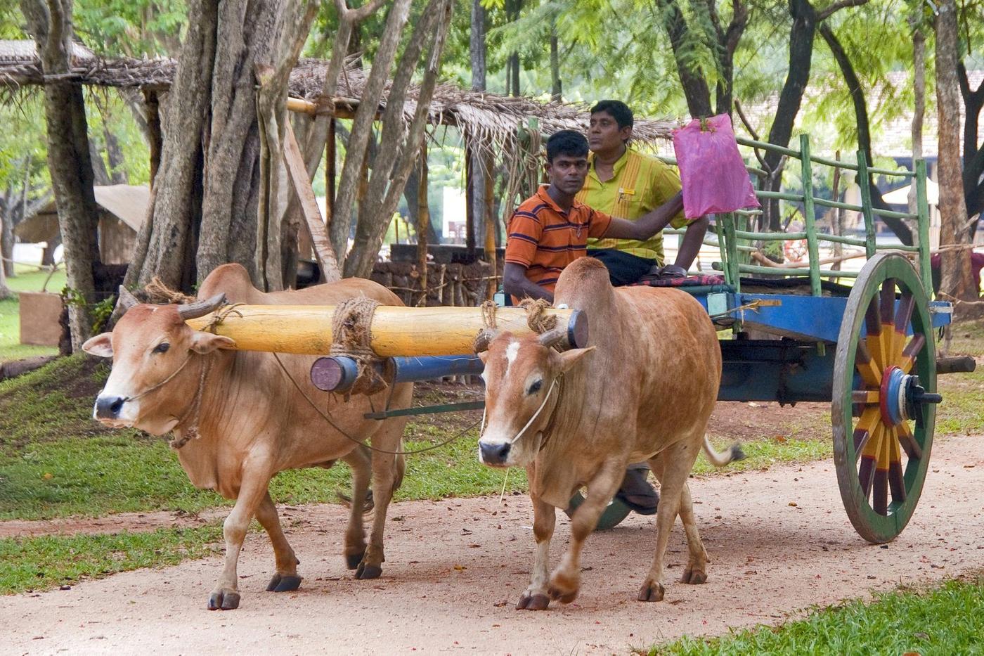 Village experience near Sigiriya, Sri Lanka