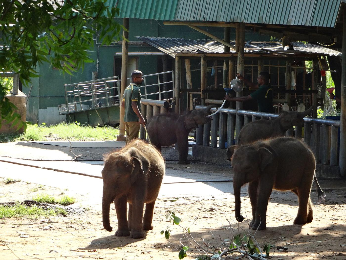 Young elephants at the Elephant Transit Home
