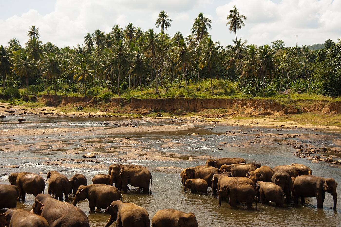 Elephants bathing together at Udawalawe National Park