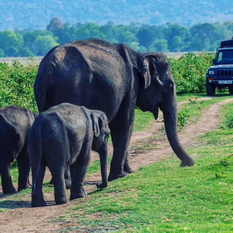 Jeep safari in Yala National Park, Sri Lanka