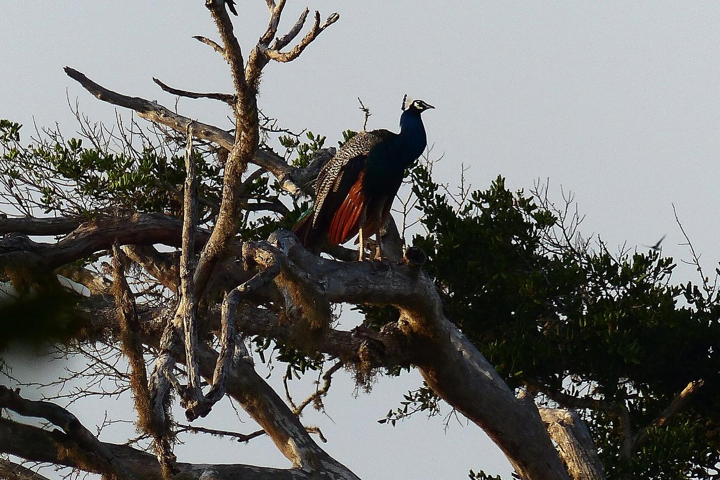 Peacock bird watching in Yala National Park, Sri Lanka