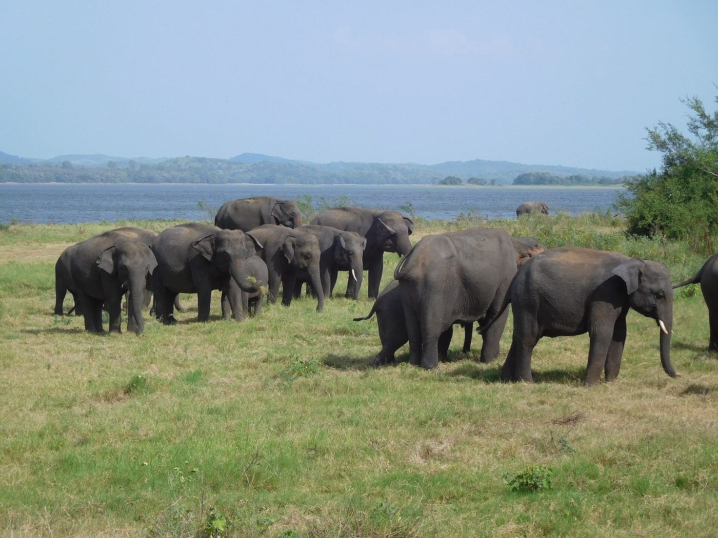 A herd of wild elephants at Minneriya