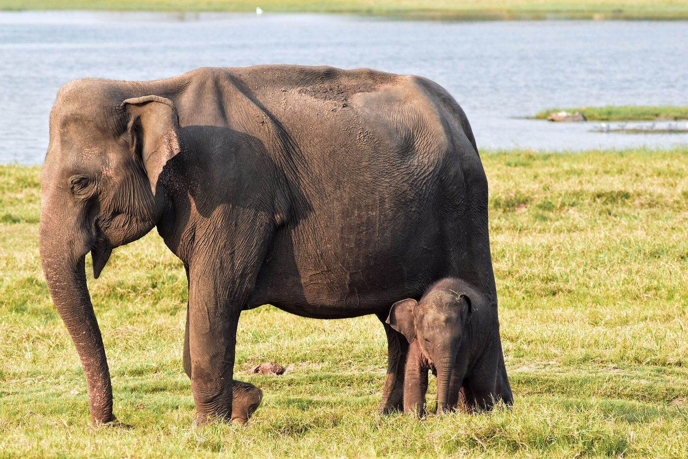 Elephants at Minneriya — Cultural Triangle Heritage Tour