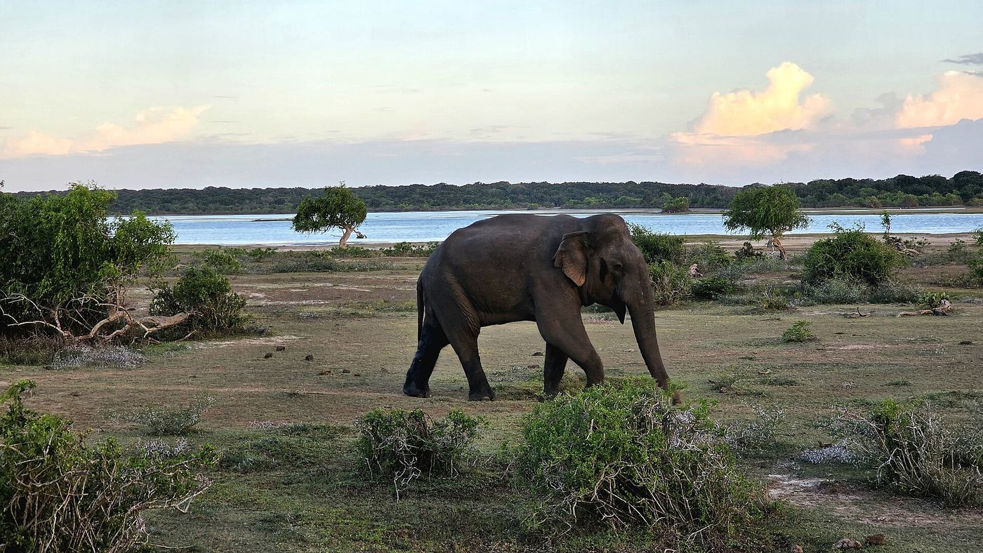 A wild elephant walking across the plains of Yala