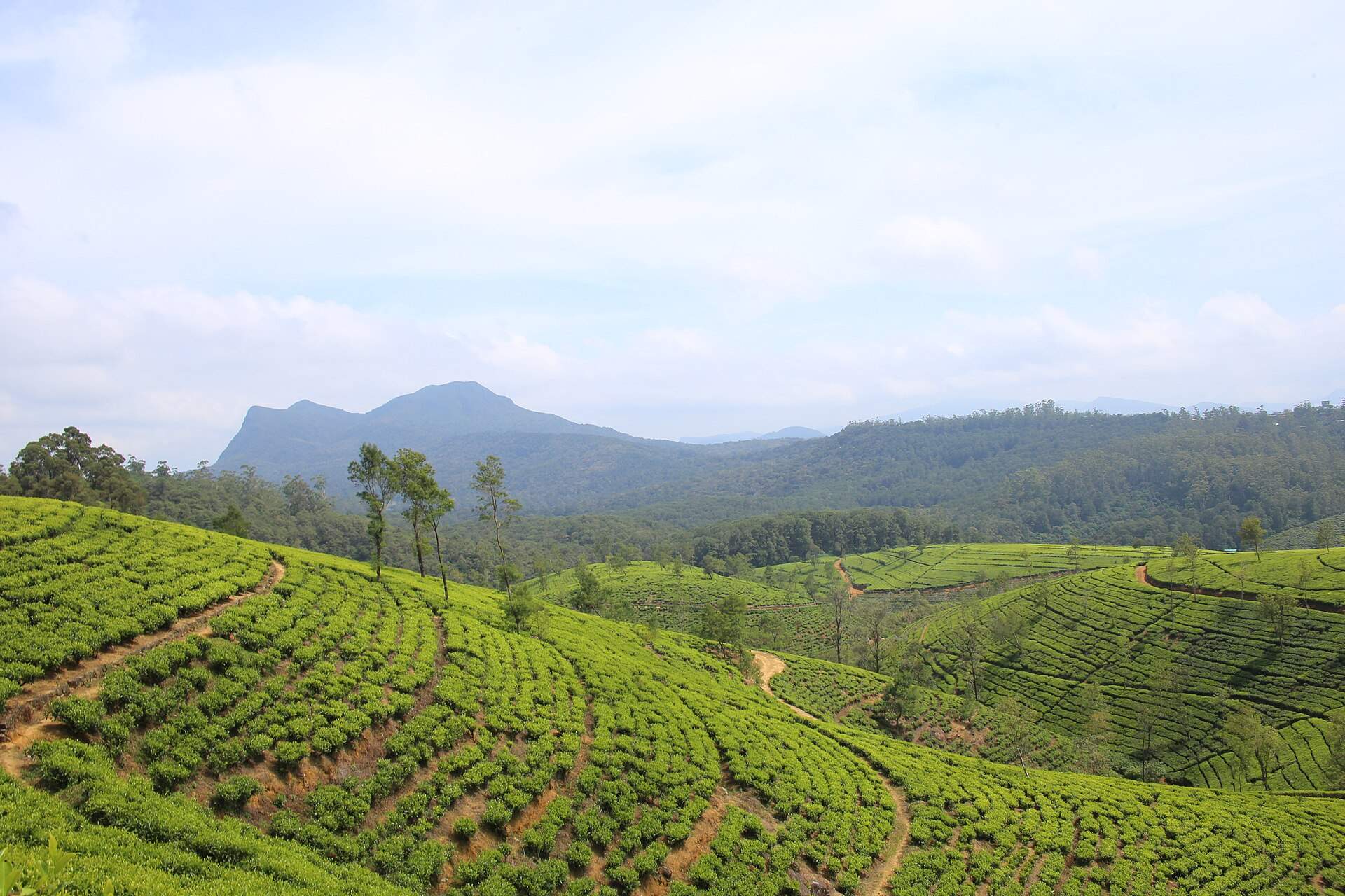 Rolling tea estates in Sri Lanka's hill country