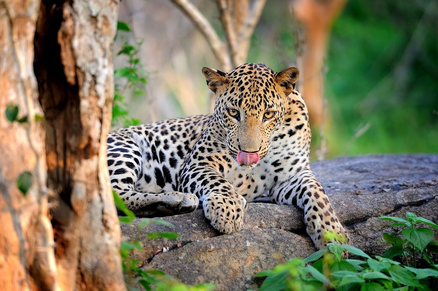 A leopard resting on a rock in Yala National Park